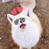 Moji_neko profil fotoğrafı