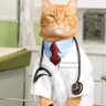 Dr.Ramzan 的头像