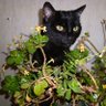 Tigeroma🐯👵 profil fotoğrafı