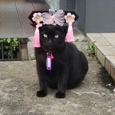ShyanShyanLee2's profile picture