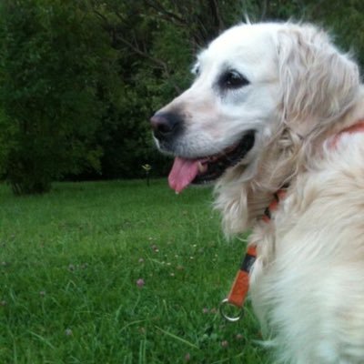 lulu's profile picture