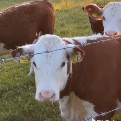 busy cow's profile picture