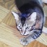 Фото профиля 猫屋シマ
