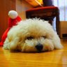 yuuichi's profile picture