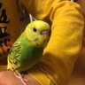 けろこ's profile picture