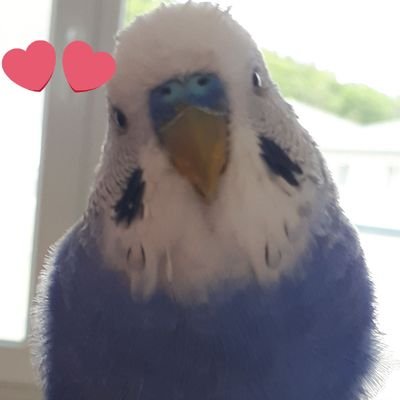 Ivana's profile picture