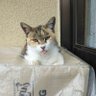 眠い猫's profile picture