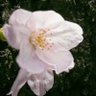 yomogimochi profil fotoğrafı