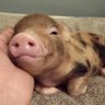 Profilbild von Представься, мразь