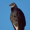 Continuum's profile picture