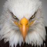 النسر🦅الكاسر🇲🇦 profil fotoğrafı
