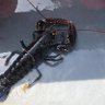 The Rock Lobster's profile picture