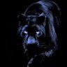 Searcher012's profile picture