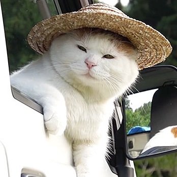 バレット's profile picture