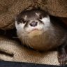 コッツメカワウソ's profile picture