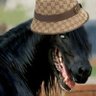 1-800-Sirnipsalot's profile picture