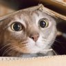 Wangi Embun Pagi's profile picture