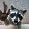 Profilbild von RatonLoveur