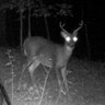 Profilbild von Chase Whitetail