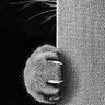 Светлана's profile picture