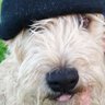 Tom.🇮🇪🇵🇸 profil fotoğrafı