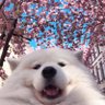 fruityjasdi profil fotoğrafı