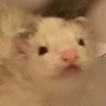 Profilbild von Suggum_Dirt