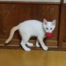 よ!ぐると 的头像
