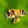 ミツバチハイウェイ profil fotoğrafı