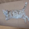どら猫ゴンタ🐈's profile picture