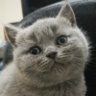 cyberxcats profil fotoğrafı