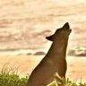 Digital Dingo's profile picture