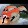 TricksterFox's profile picture