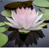 waterlily 的头像