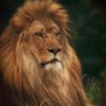 Salah profil fotoğrafı