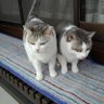 Фото профиля なおみ