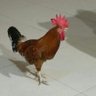 اديك.Dr's profile picture