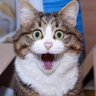Cable2116's profile picture