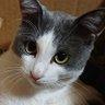 タカトゥ's profile picture