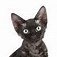 Profilbild von The Cat From Mars Answers to Puss.