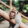 Profilbild von TheMonkey 🇮🇱