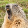 Profilbild von groundhog