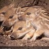 いの🐗 的头像
