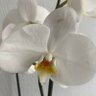 White Orchid. profil fotoğrafı
