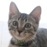 egg Hero's profile picture