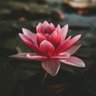 Profilbild von Lotus_kv