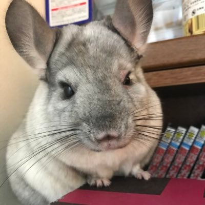 Tabinuko999's profile picture
