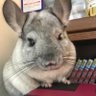 タビヌコ 的头像