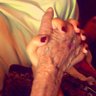 سمر الجهنيٓ☕️ profil fotoğrafı