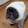 つよし🐶まる 的头像